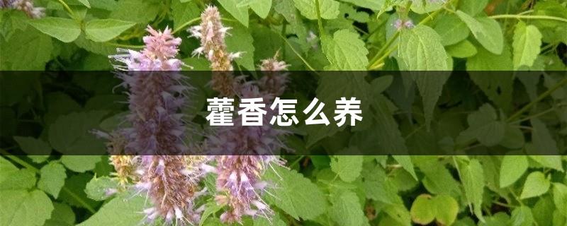 How to grow Patchouli