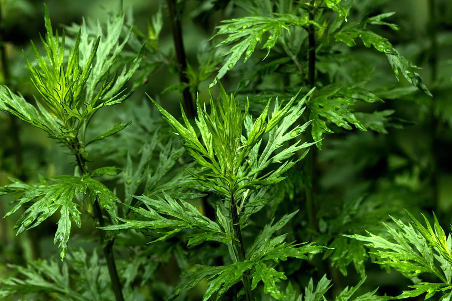 Mugwort