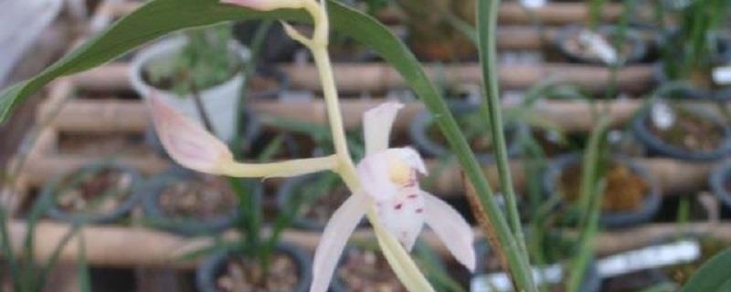 How to raise rabbit ear orchid