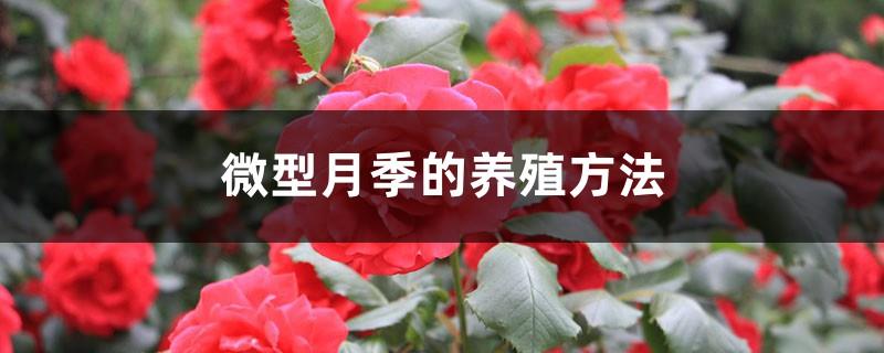 Micro rose cultivation methods