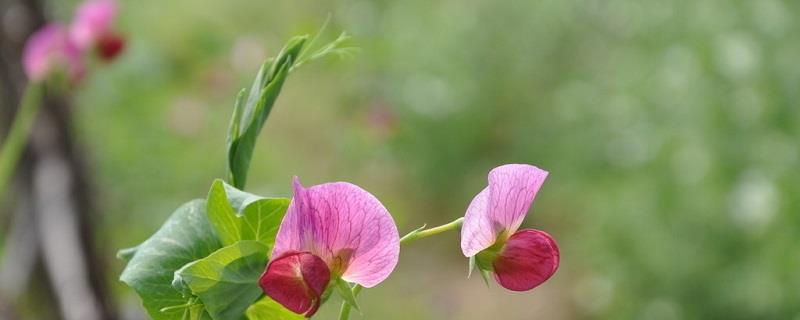 How to grow peas