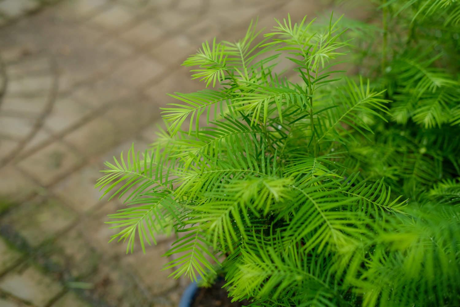 Metasequoia