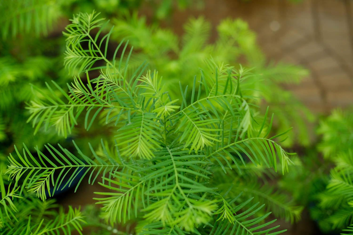 Metasequoia