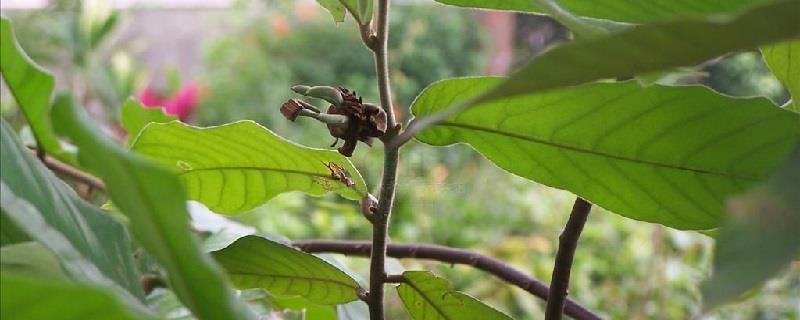 The cultivation method of snake skin fruit