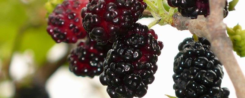 How to grow mulberries well