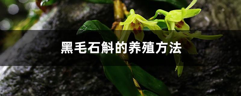 The cultivation method of Dendrobium nigra