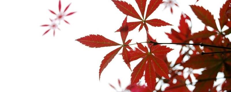 How to grow maple trees