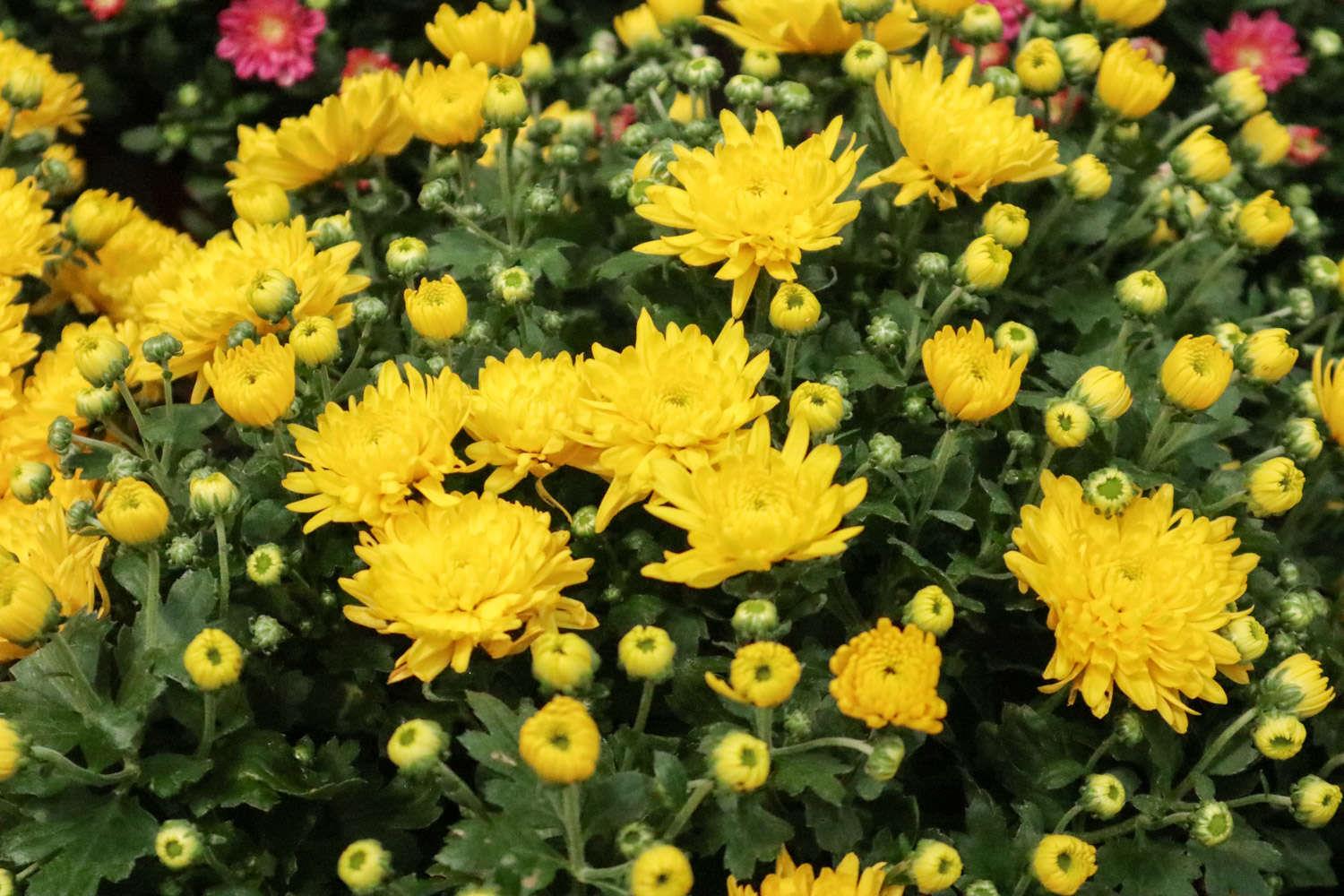 Chrysanthemum