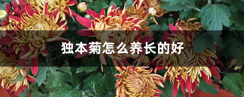 How to grow a single chrysanthemum well