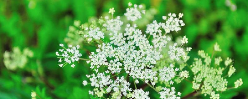 Cultivation methods of Angelica sinensis