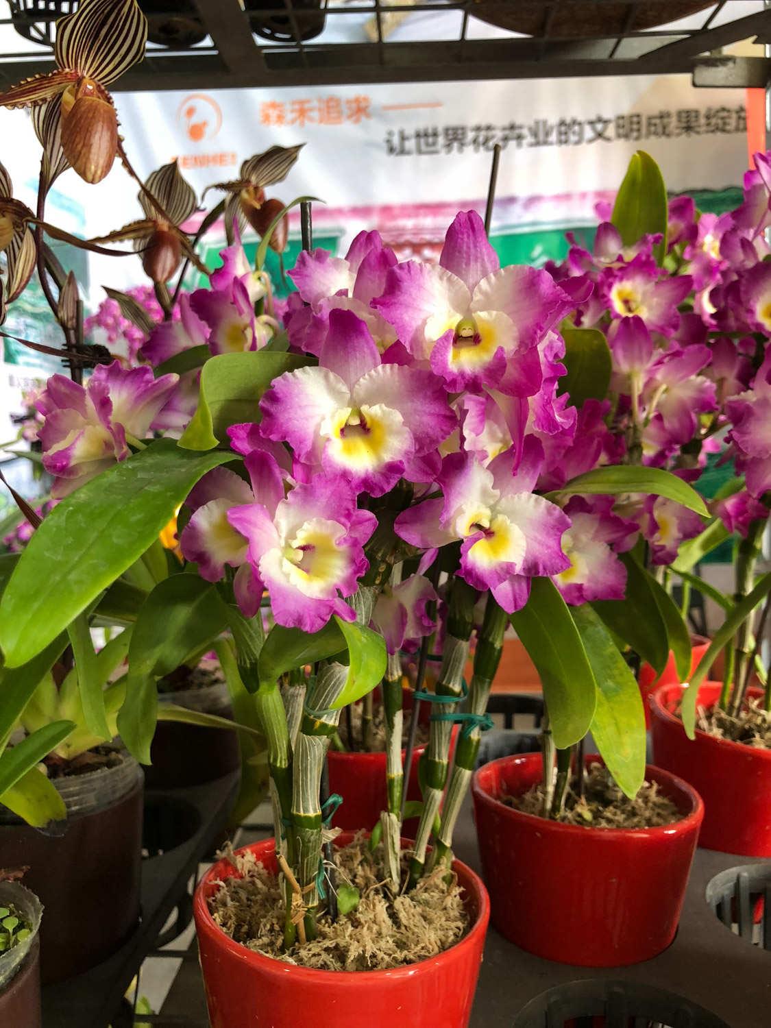 Dendrobium