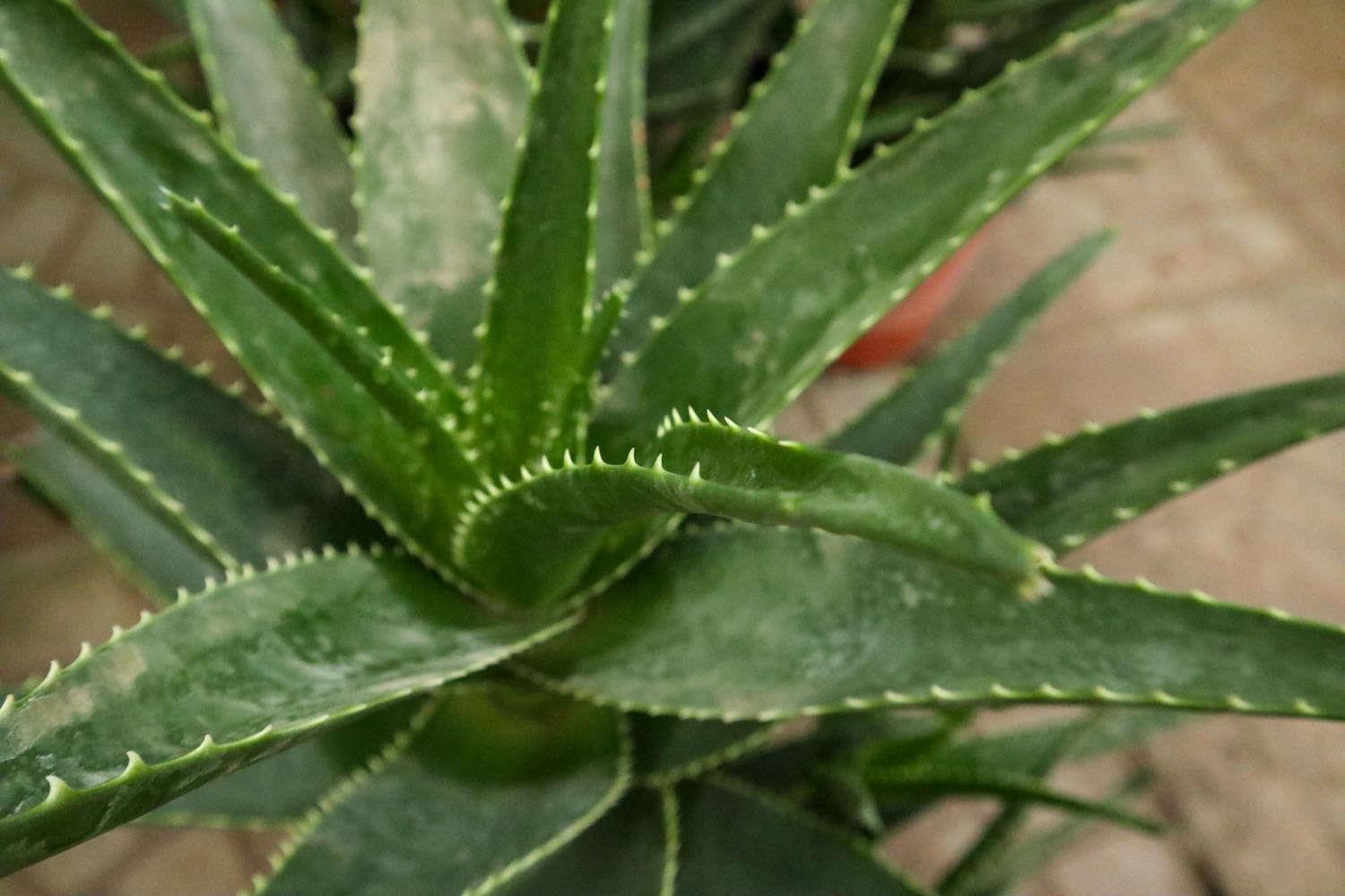 Aloe