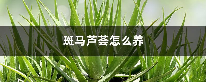 How to grow zebra aloe