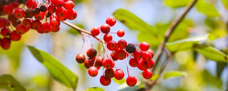 How to plant seeds of sea red beans