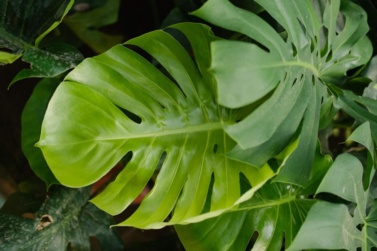 Monstera