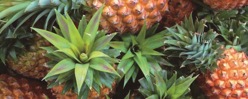 How to reproduce pineapples