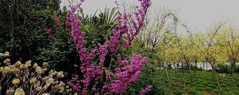 How many months does the redbud tree take cuttings