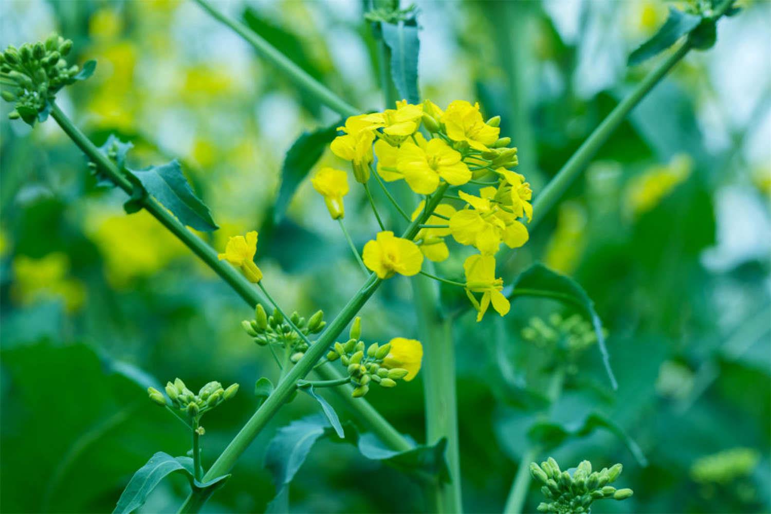 rapeseed flower