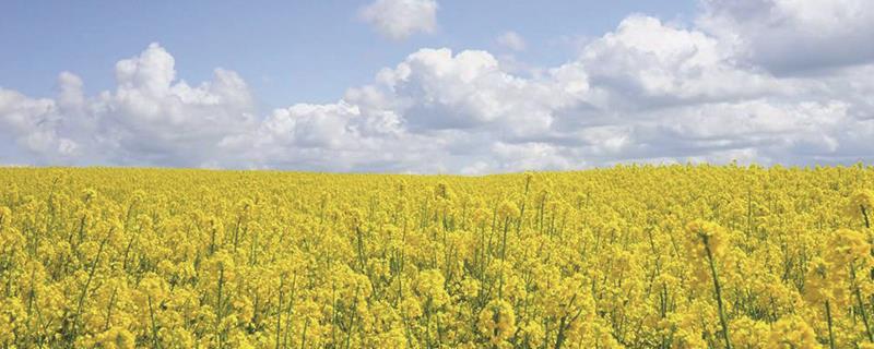 When to plant rapeseed flowers