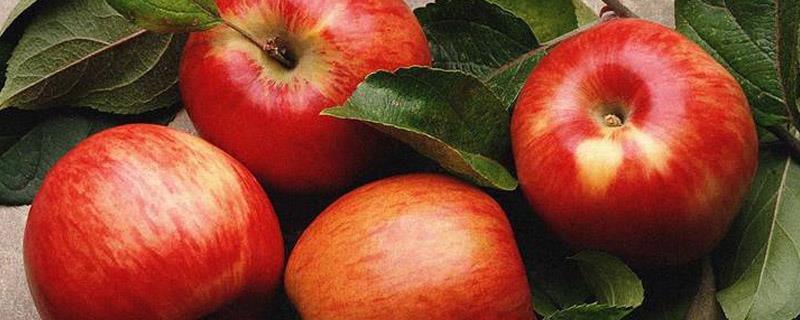 How to grow apple seeds