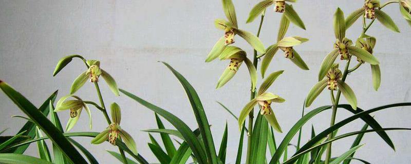 Do you need to cut the roots of orchids when repotting them?