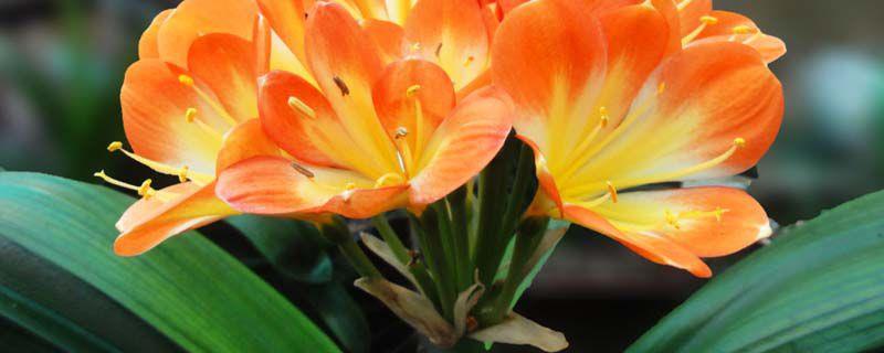 Can the leaves of Clivia be cut off?