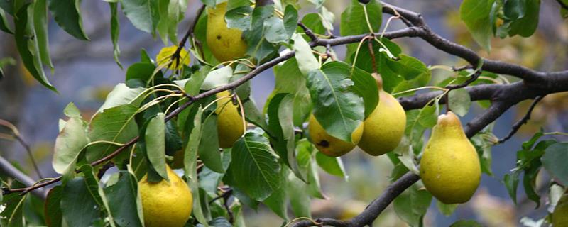 Can fruit trees be watered during their flowering period?