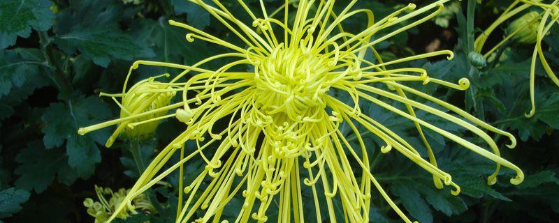 How to prune chrysanthemums in spring