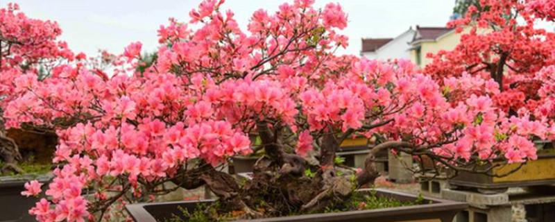 How to plant azalea with a high survival rate