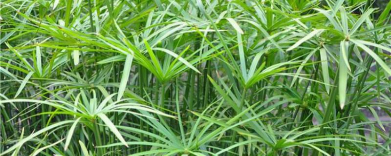 How to grow water bamboo