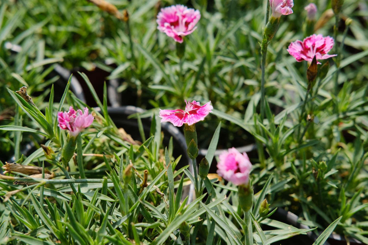 Dianthus