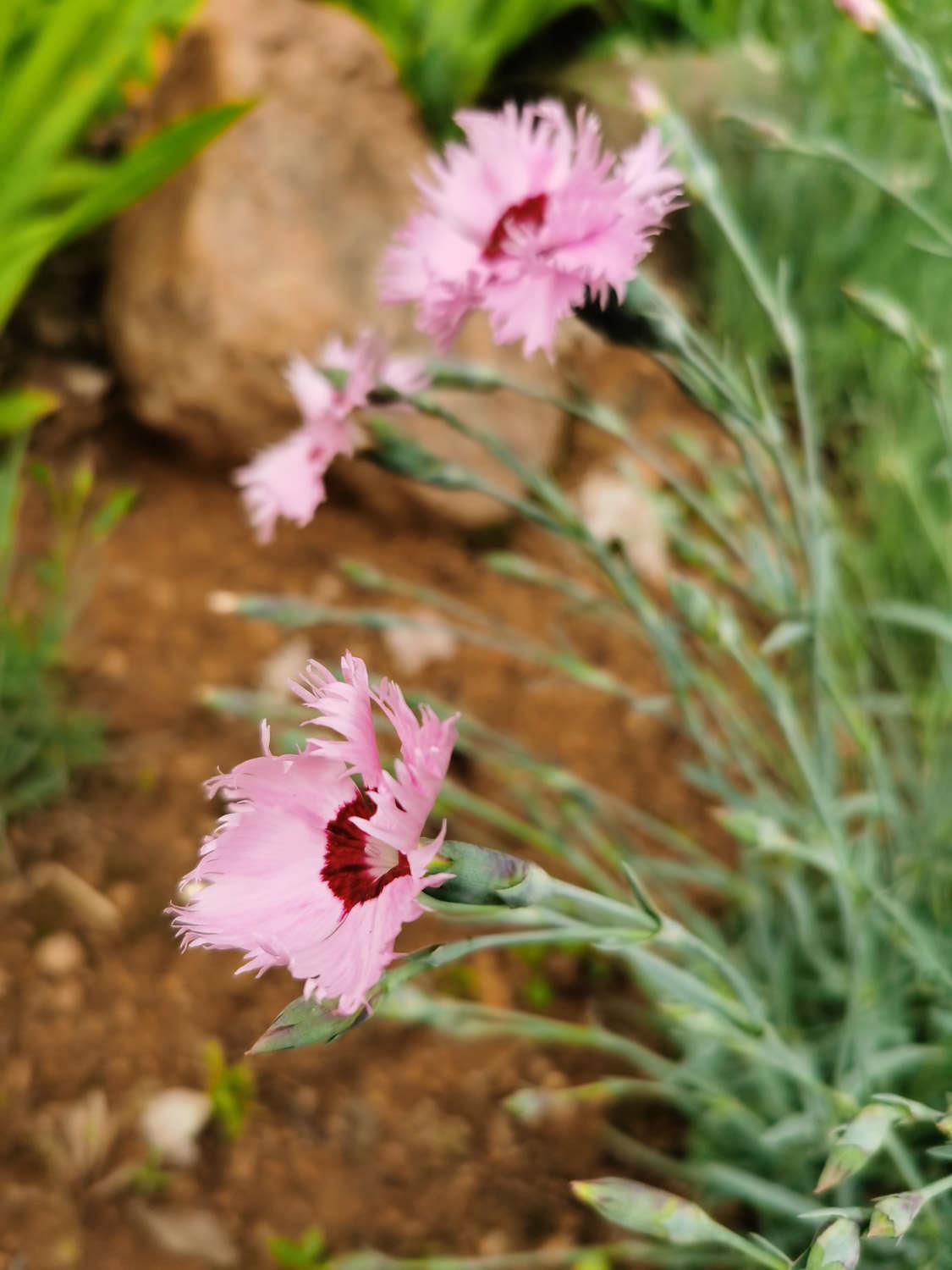 Dianthus