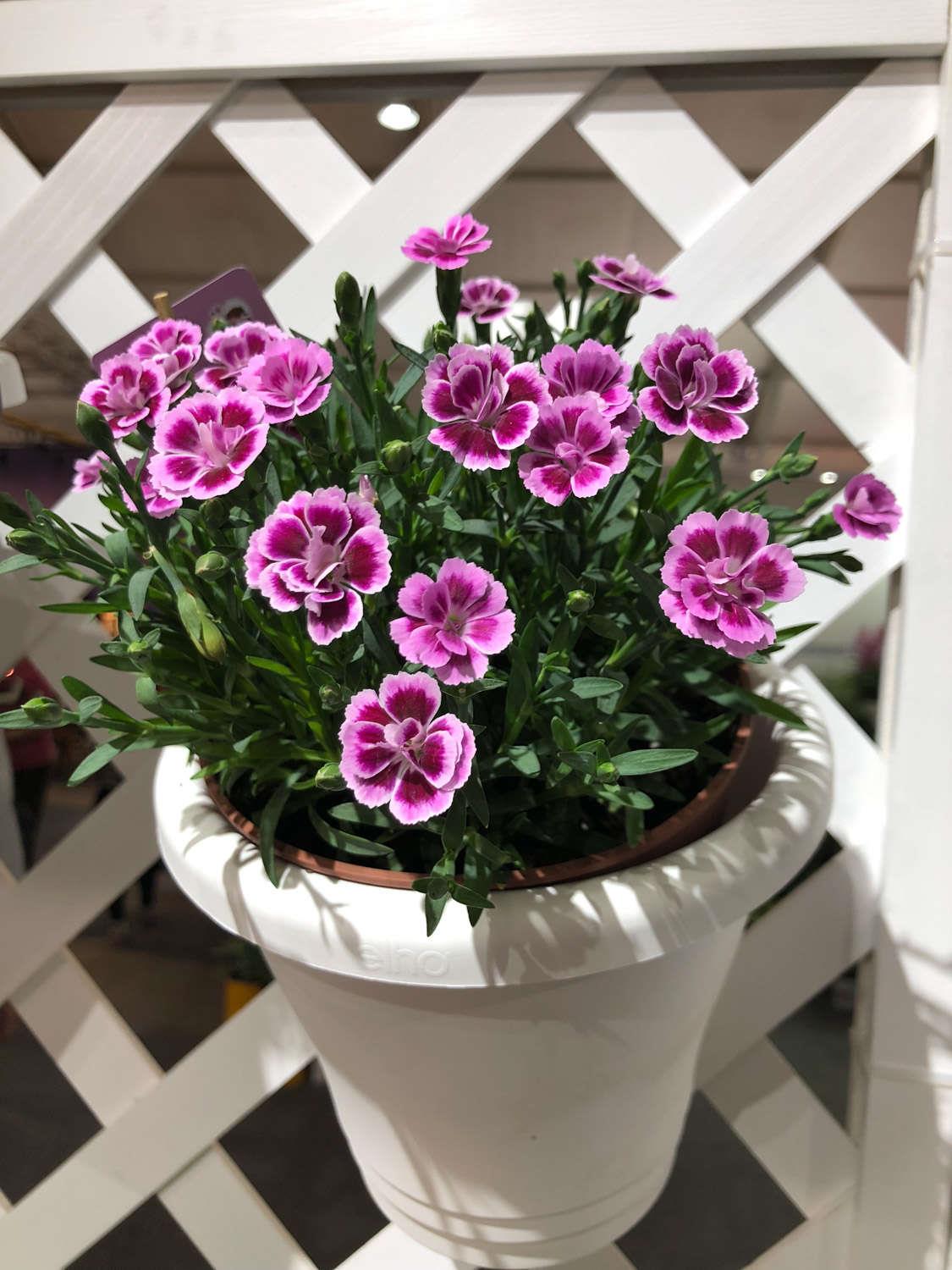 Dianthus