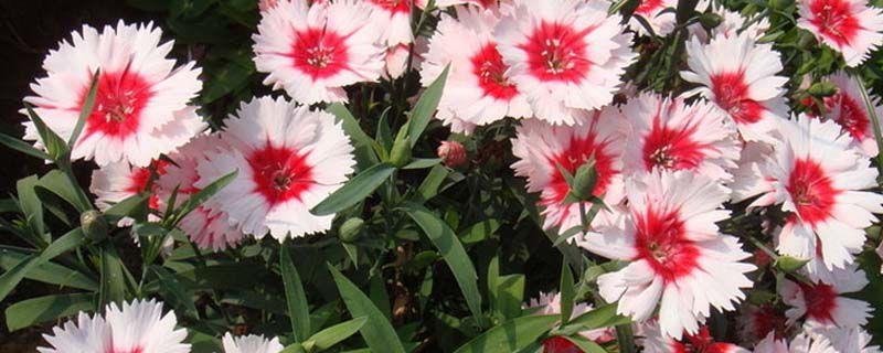 How to explode dianthus in pots