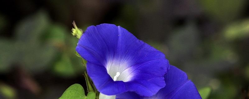 How to plant morning glory seeds