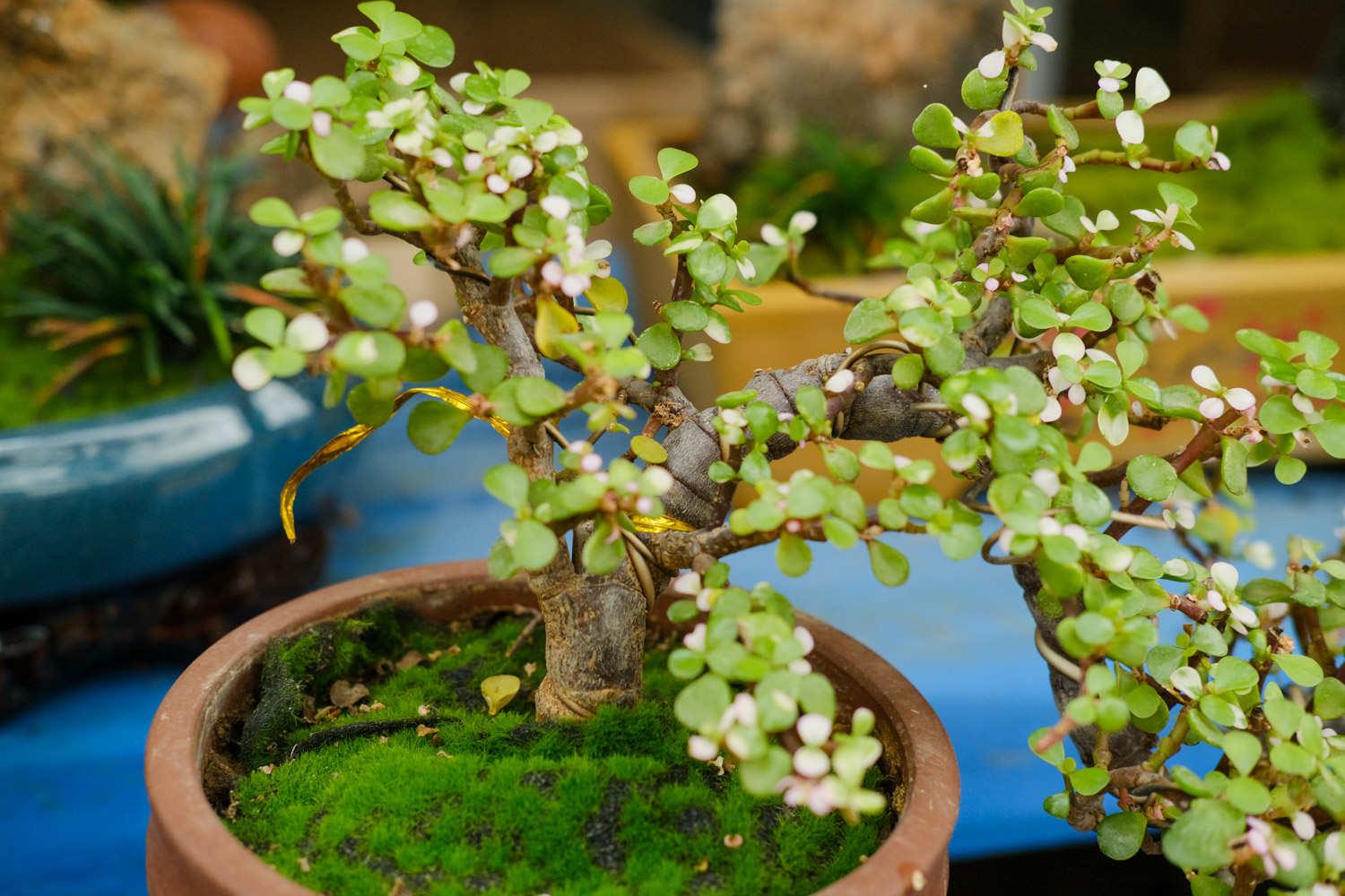 Golden Branches and Jade Leaves