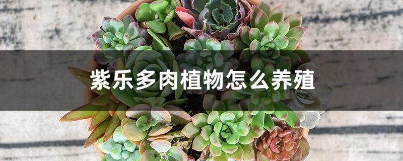 How to breed purple succulents