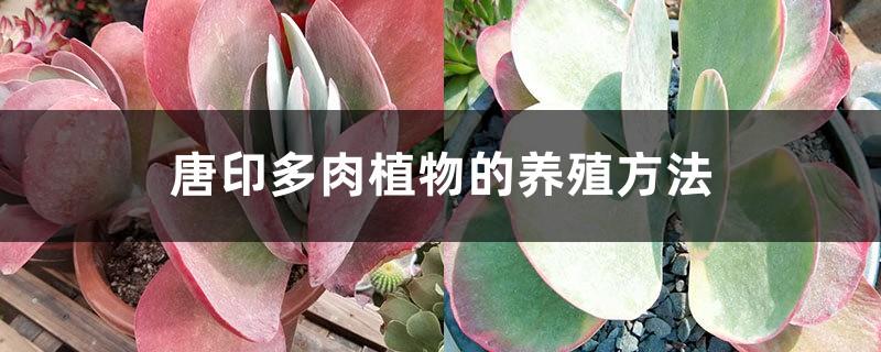 Cultivation methods of Tangyin succulents