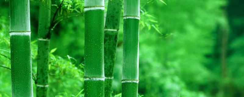 How to grow green bamboo