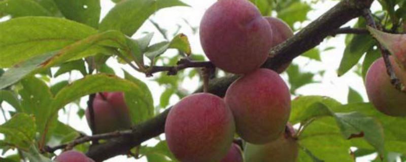 Plum Grafting Method