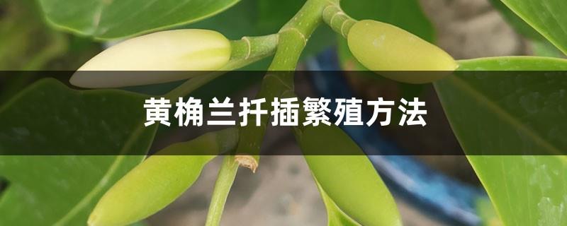 Huangjuelan cutting propagation method