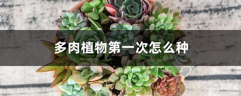 How to grow succulents for the first time