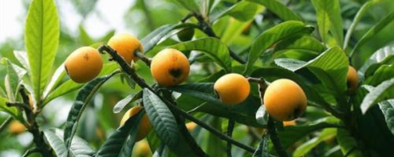 How to plant loquat kernels