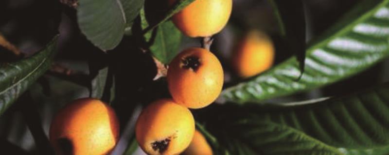 How to germinate loquat seeds