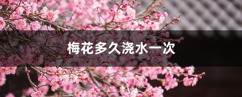 How often to water plum blossoms