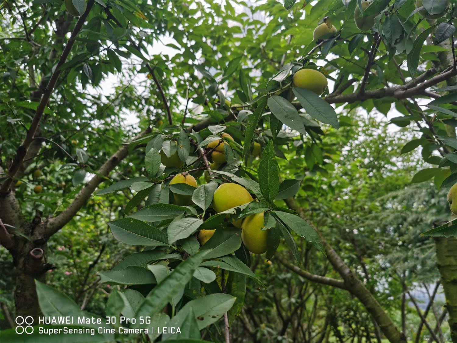 Peach Tree