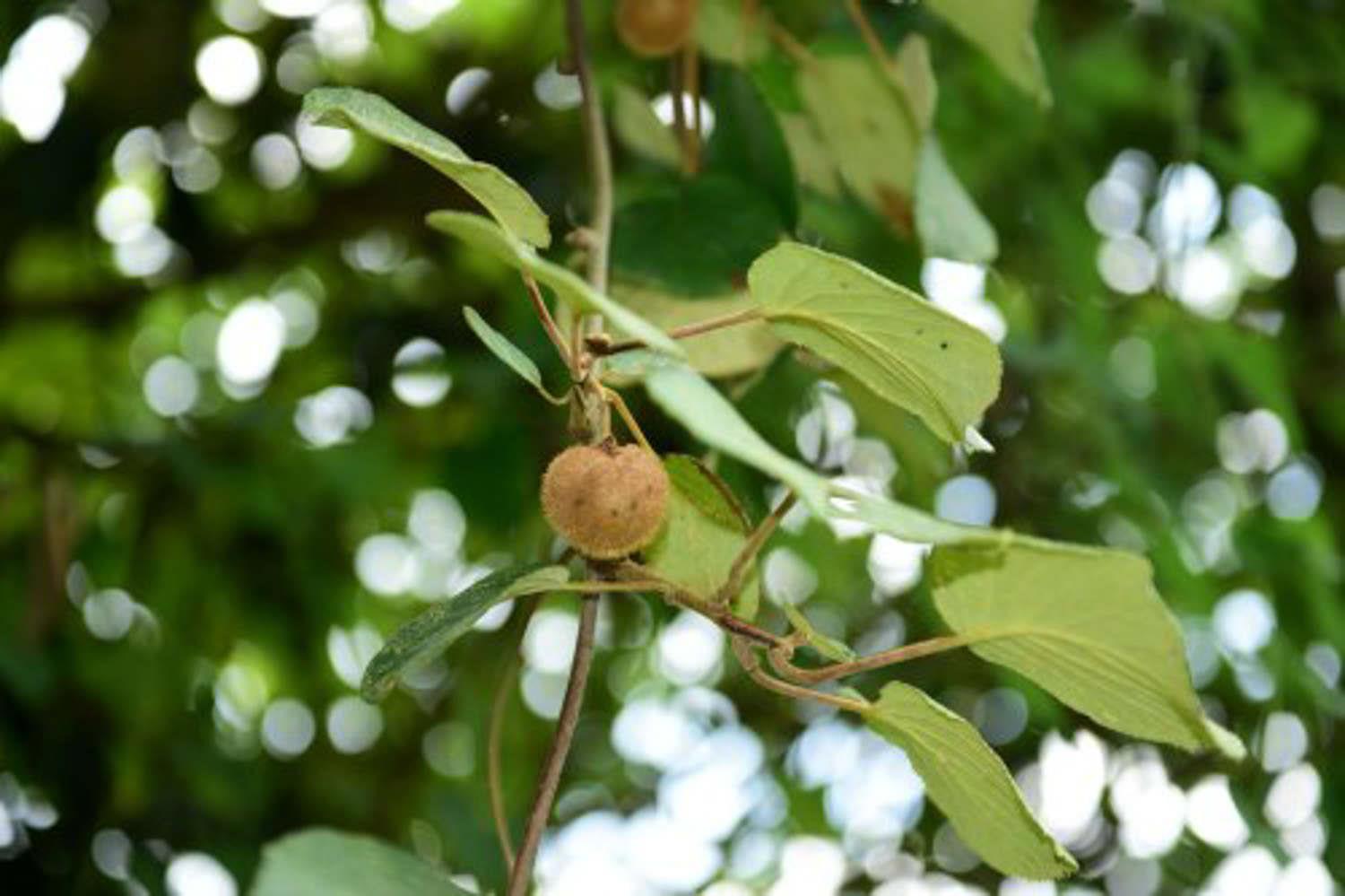 kiwi