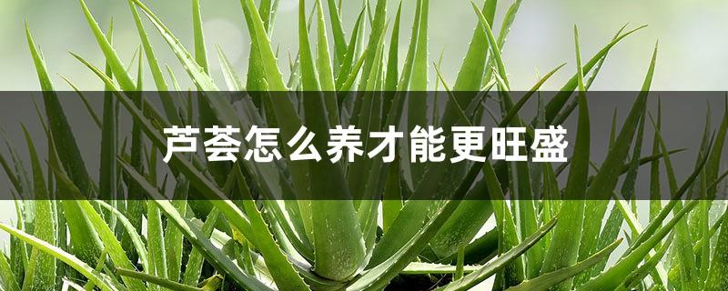 How to grow aloe vera to make it more vigorous