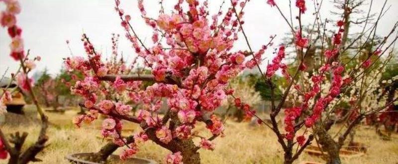 In which months are better to repot red plums