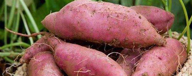 How to raise sweet potato seedlings